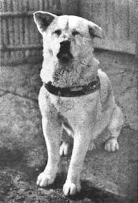 Photo of Hachiko